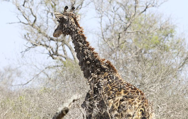 南非一长颈鹿因被鸟啄脖子长满疣状凸起物
