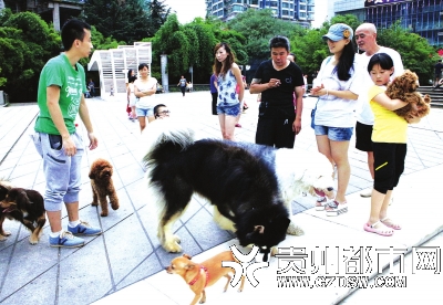 贵州最严养狗新规具体内容 多地养犬令落地情况不容乐观