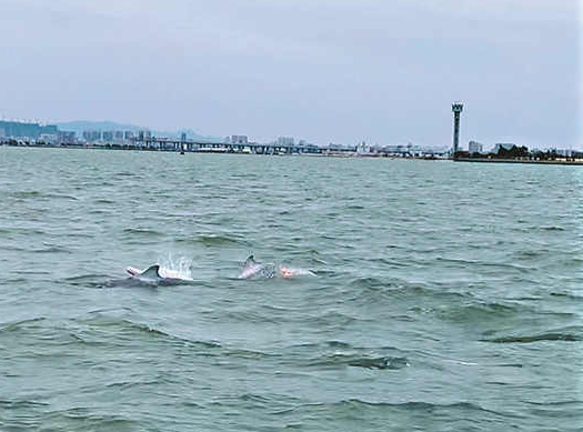 泉州南安石井海域首次出现 6头中华白海豚“同框”