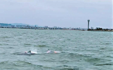 泉州南安石井海域首次出现 6头中华白海豚“同框”