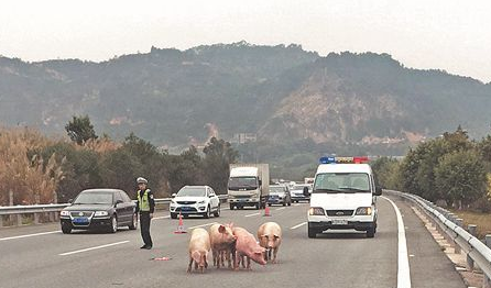 泉州一辆金杯客车核载6人却载了12头猪 高速上爆胎猪乱跑