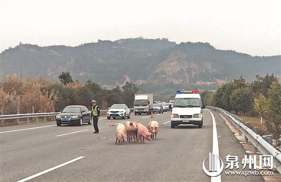 一辆金杯客车核载6人却载了12头猪 高速上爆胎翻车猪乱跑