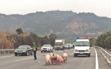 泉州一辆金杯客车核载6人却载了12头猪 高速上爆胎猪乱跑