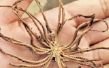 像動物又像植物 惠安海邊神秘生物原來是海百合(圖)