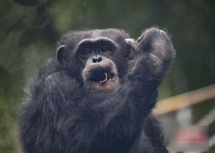 17岁黑猩猩轻松完成后空翻 气定神闲表情“亮了”