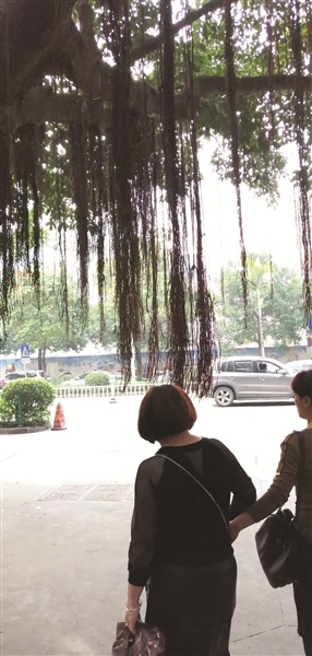 漳州芗城中医院路段榕树长“胡须”影响市民出行