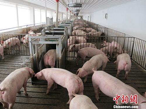 资料图：生猪养殖场。 <a target=