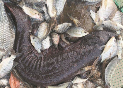 晋江：男子承包水库30年 首次捞出罕见“娃娃鱼”