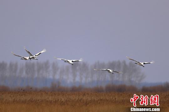 中國“最北”濕地提前10余天迎來今年首批候鳥