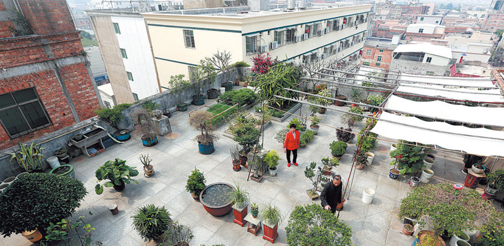 泉州82岁老人种植100多盆绿植 把自家天台打造成空中花园