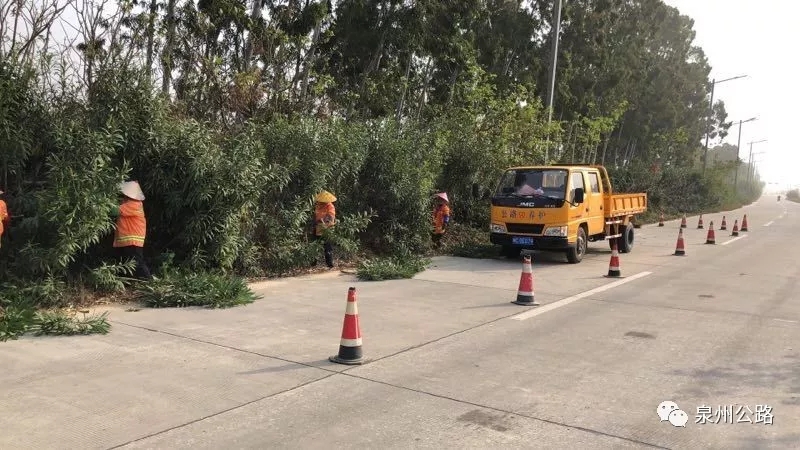 惠安公路分局组织人员对管养路段的绿化景观进行清理修剪工作