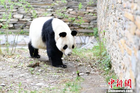 大熊猫“园园”在卧龙神树坪基地隔离检疫 。　李传有 摄