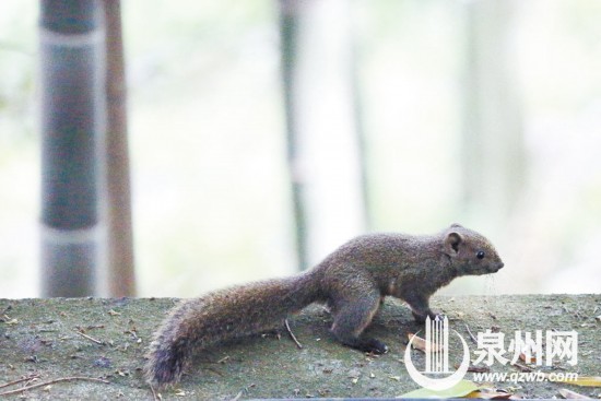 日前在德化城区郊外公园里拍摄的松鼠活动踪影