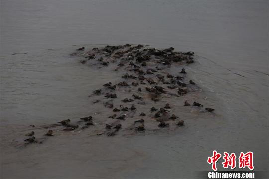 多头水牛浩浩荡荡渡过嘉陵江。　王爵 摄