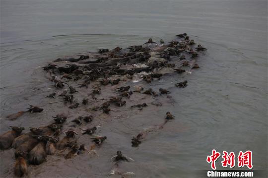 多头水牛浩浩荡荡渡过嘉陵江。　王爵 摄