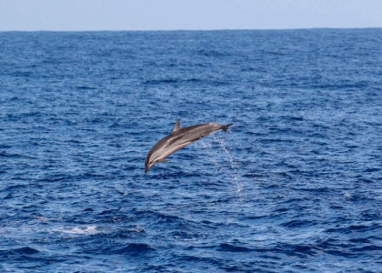 中国科学家进行深潜鲸类科考 在南海考察区域首次发现抹香鲸