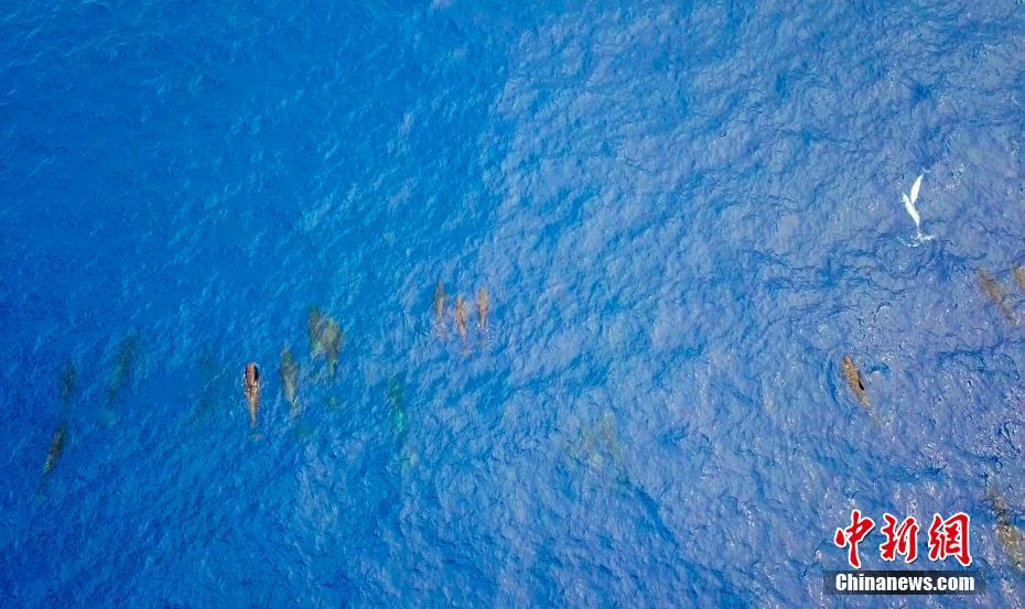 中国科学家进行南海深潜鲸类科考