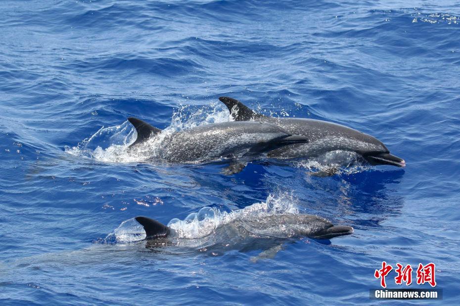 中国科学家进行南海深潜鲸类科考