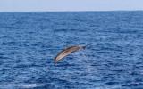 中国科学家进行深潜鲸类科考 在南海考察区域首次发现抹香鲸
