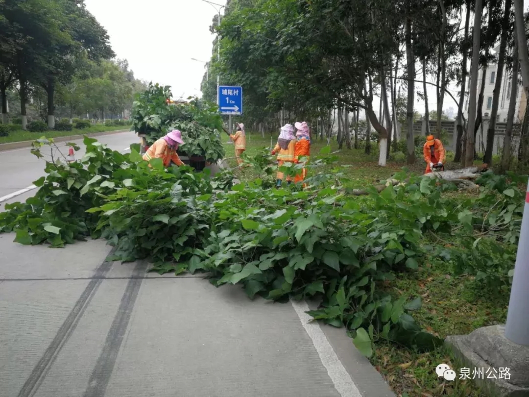 惠安公路分局：路树倒伏，公路人急清障