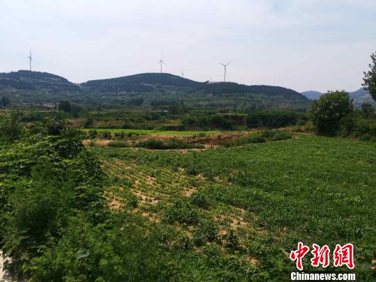 6月13日，记者走进济南市孔村镇高路桥村了解“90后”女孩张丹丹和蚂蚱的故事。图为张丹丹所在的高路桥村田园景象。　郝学娟 摄