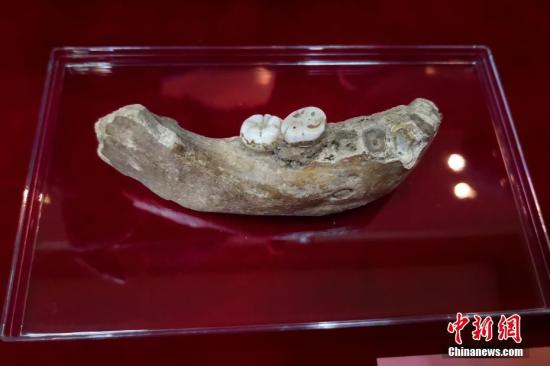 图为研讨会现场展示的夏河丹尼索瓦人下颌骨化石，该化石长约12厘米，有两颗完整的牙齿，第一臼齿和第二臼齿，牙齿较大而且原始，代表了一个13岁至18岁的青少年个体。<a target=