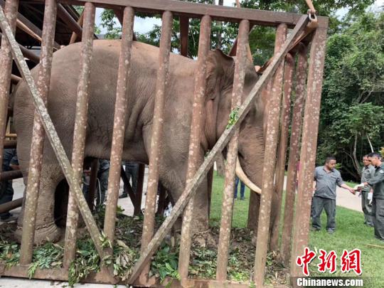 图为“纳文”被安置在中国亚洲象种源繁育基地及救助中心内。西双版纳州森林公安局供图