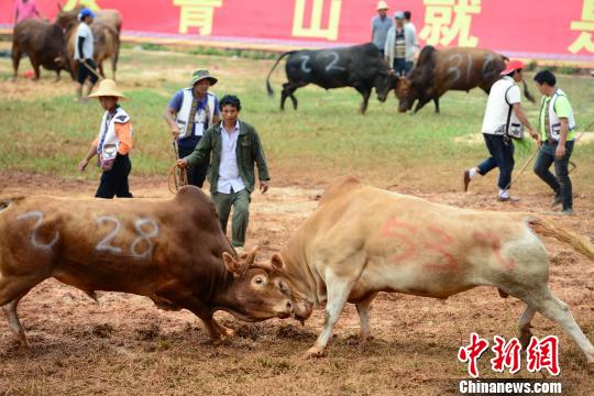 图为斗牛比赛现场。　侍伟 摄