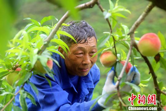 负责桃园日常管理的村民 李重庆 摄