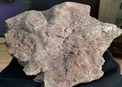 古生物学家发现亚洲首例暴龙足迹 化石长达58厘米藏于福建南安