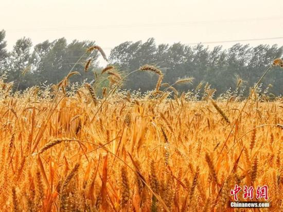 资料图：皖北平原许多小麦种植区，进入收割期。刘浩 陈杰 摄