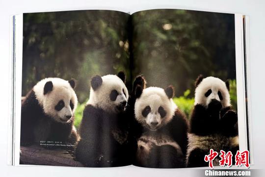 全球首部官修《大熊猫图志》面世近500幅珍贵图片集中亮相
