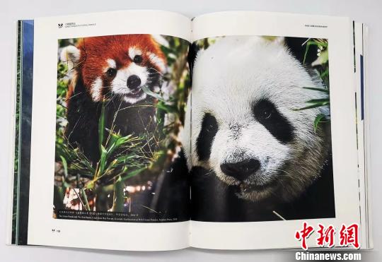 收录于《大熊猫图志》中的图片。四川省地方志工作办公室供图
