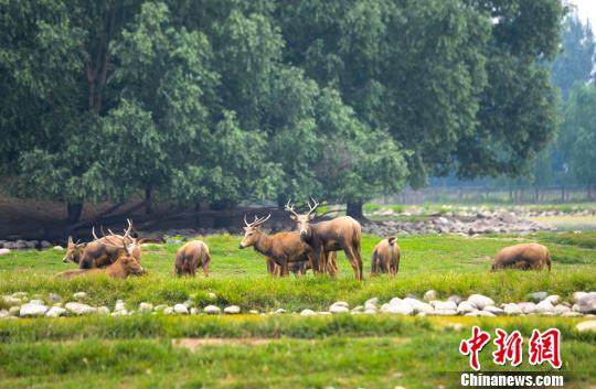 北京市大兴区南海子麋鹿苑。　北京市大兴区供图 摄