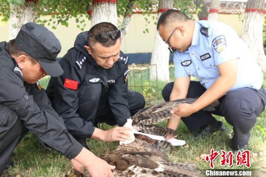 新疆边防民警巡逻中救助受伤国家二级保护动物草原雕