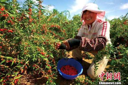 青海省海西州出台五项机制规范柴达木枸杞市场