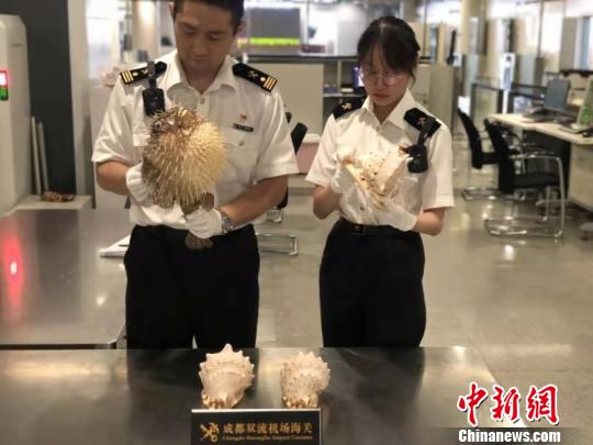 台湾籍旅客携带刺豚标本入境被成都海关挡获