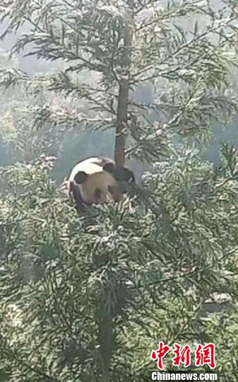 四川宝兴：野生大熊猫爬上树悠闲玩耍两个半小时