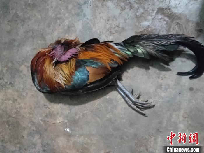 图为鸟类死体。宁洱县森林公安局供图