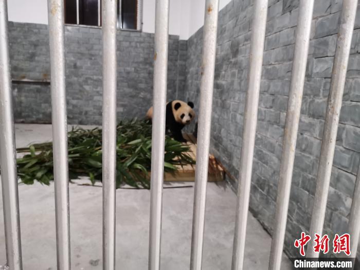 大熊猫“天天”在新家里。　陈静 摄