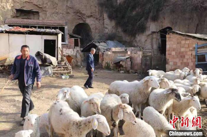 图为周刘斌在崔家山养殖点照看牛羊。　史克俭 摄