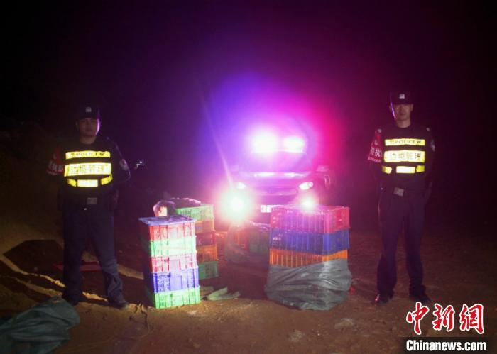 广西警方在边境查获野生保护蛇类千余条