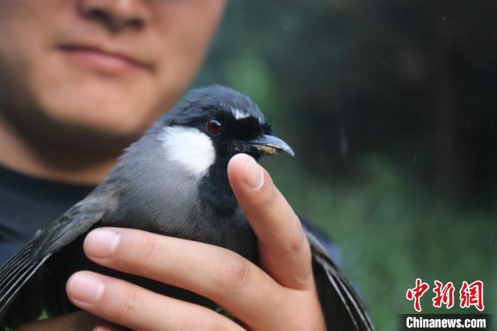 广西崇左警方边境查获野生鸟类1200只全部放生自然