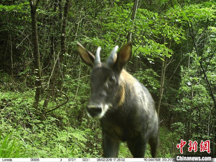 红外线监测设备拍摄到的野生动物。受访单位提供