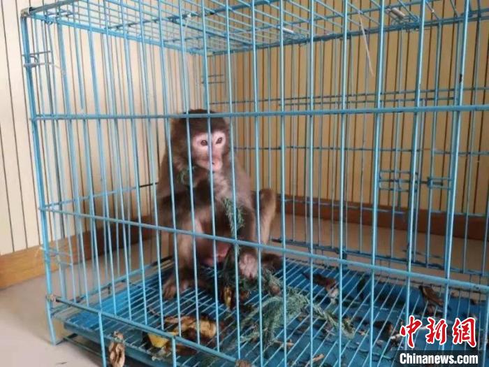 被绳索铁笼禁锢的国家二级保护动物猕猴。永嘉公安供图