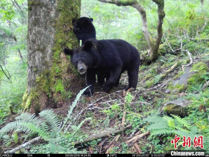 四川卧龙：首次拍到亚洲黑熊哺乳画面