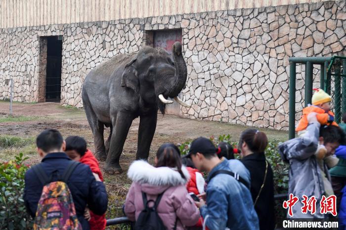 园区内表演的大象近距离与游客互动。　杨华峰 摄