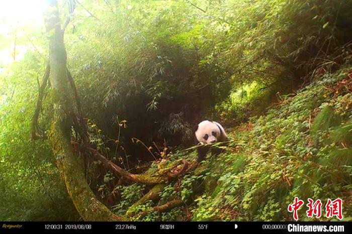 青川唐家河保护区在同一位置第四次拍到野生大熊猫