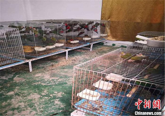 广东惠州破获一起特大非法出售濒危保护动物案件