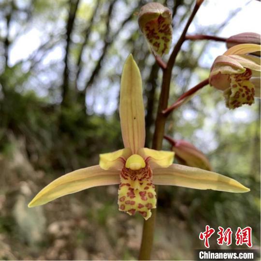 秦岭国家植物园发现中国最北端野生蕙兰种群。　邢小宇 摄